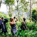 Clients photographing the mountain gorillas